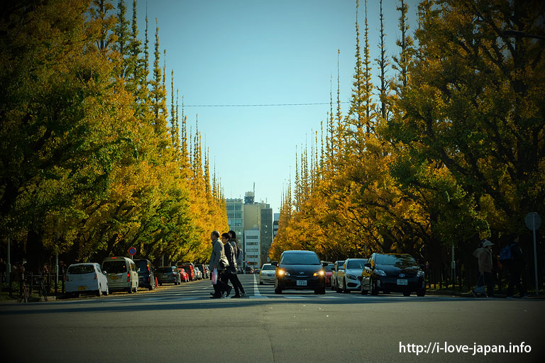 明治神宮外苑の銀杏並木｜【地図付き】東京都内の紅葉スポット。おすすめの名所も穴場もライトアップも。