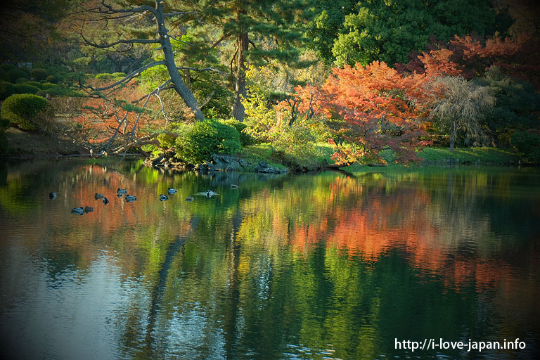 Shinjuku Gyoen in Autumn（ shinjuku-ku,Tokyo）