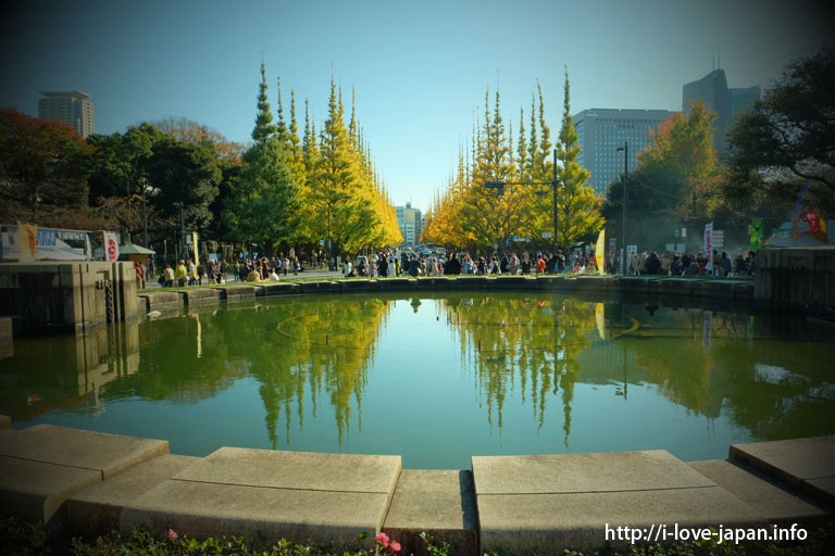 Gingko lined street at Meijijingu Ganen(Shinjuku-ku,Tokyo)