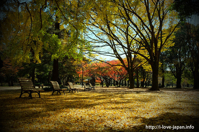 Yoyogi Park Autumn Leaves(shibuya-ku,Tokyo)