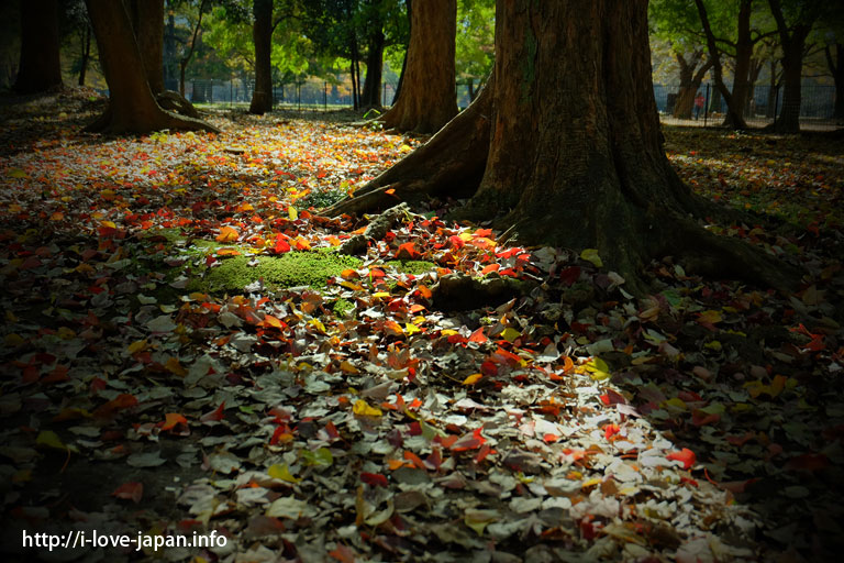 代々木公園（渋谷区）｜【地図付き】東京都内の紅葉スポット。おすすめの名所も穴場もライトアップも。