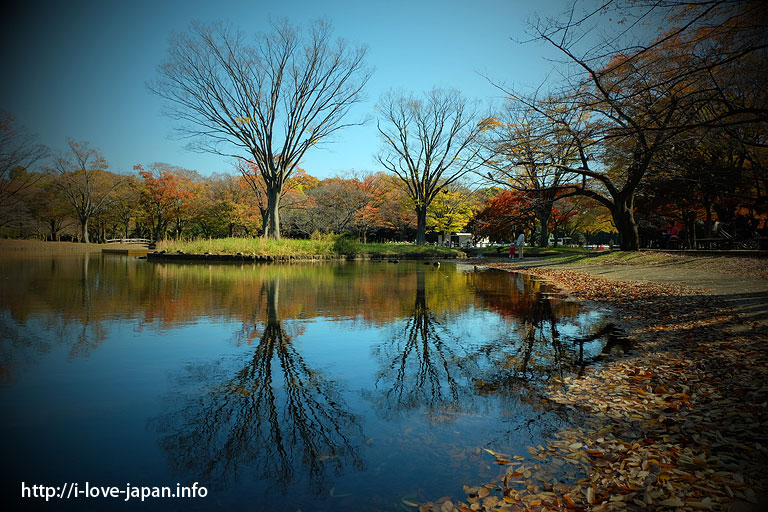 Yoyogi Park Autumn Leaves(shibuya-ku,Tokyo)