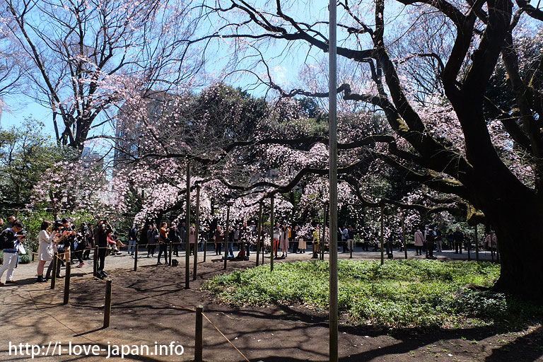 Rikugien Gardens Cherry Blossom(Bunkyo-ku, Tokyo)