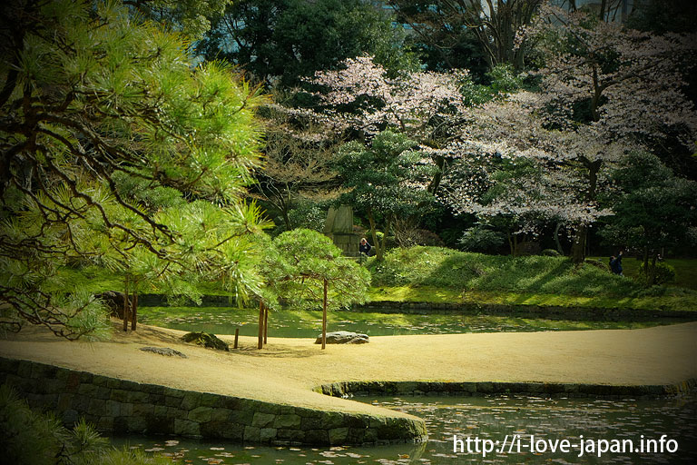 koishikawa korakuen garden cherry blossom(Bunkyo-ku, Tokyo)