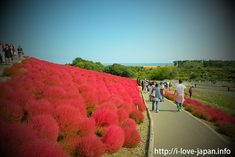 Hitachi Seaside Park Kochia (autumn red tint) ,Ibaraki