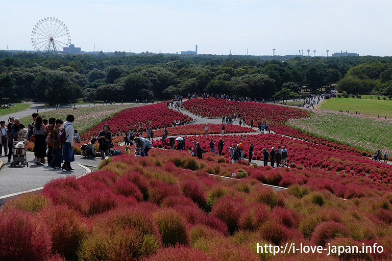 Hitachi Seaside Park Kochia (autumn red tint) ,Ibaraki
