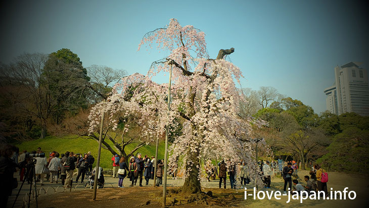 Koishikawa Korakuen Garden Cherry Blossom,Sakura(Bunkyo-ku, Tokyo)