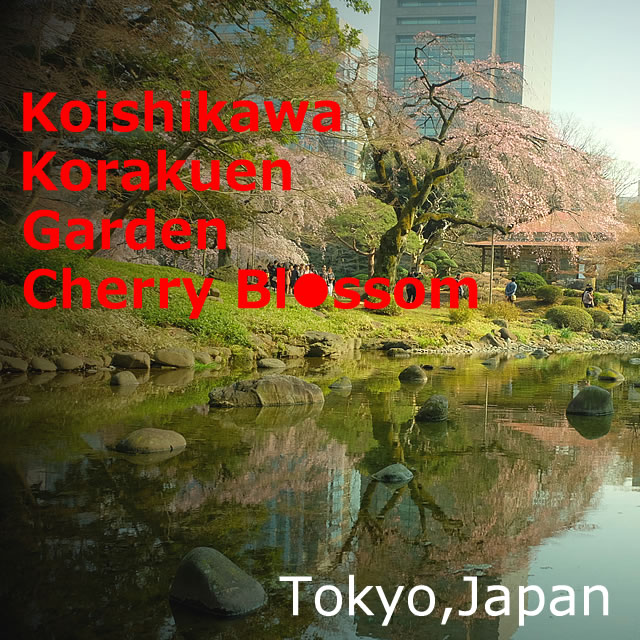 Koishikawa Korakuen Garden Cherry Blossom,Sakura(Bunkyo-ku, Tokyo)