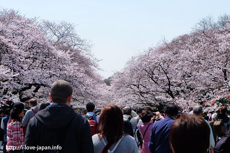 Ueno Park Cherry Blossom Spot (Sakura)