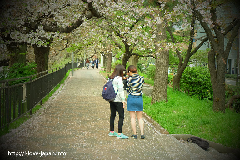 Yasukuni Shrine and Chidorigafuchi Cheery Blossom Sakura(Chiyoda-ku,Tokyo)