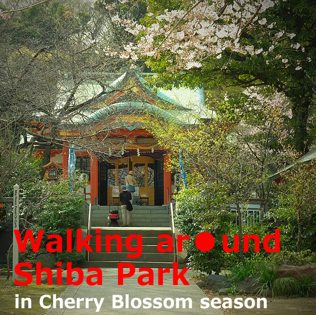 Walking aroung Shiba Park in Cherry Blossom season(Minato-ku,Tokyo)