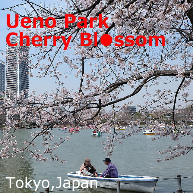 Ueno Park Cherry Blossom Spot (Sakura)