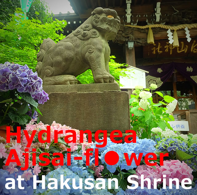 Hydrangea Ajisai Flower At Hakusan Shrine Bunkyo Ku Tokyo I Love Japan