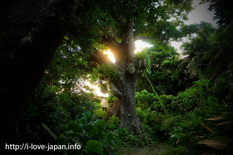 Kinjo-cho Stone-paved Path@naha,okinawa