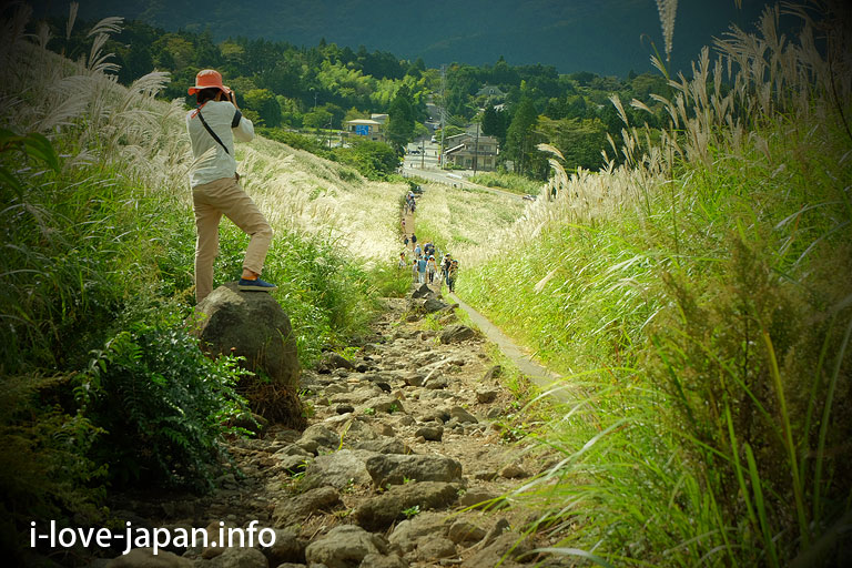 "Silver grass" in Sengokugahara