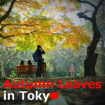 Autumn Leaves【11Spots】in Tokyo