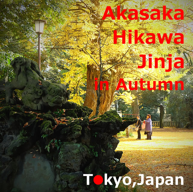 Akasaka Hikawa Jinja Shrine in Autumn(Minato-ku,Tokyo)