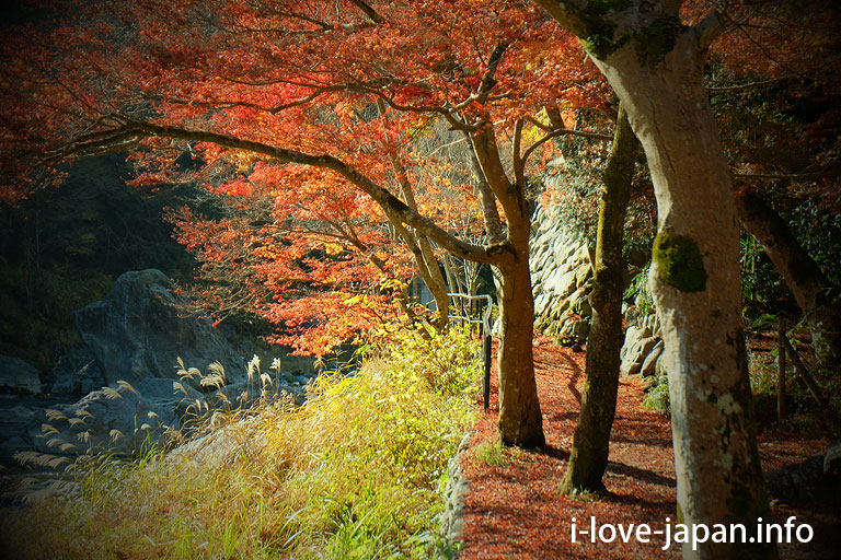  Autumn leaves hiking in Mitake Valley (Ome-shi, Tokyo)