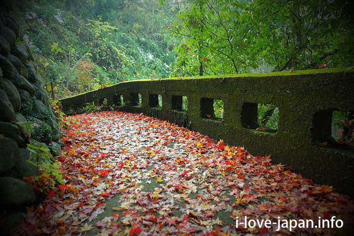 Autumn leaves hiking in Mitake Valley (Ome-shi, Tokyo)