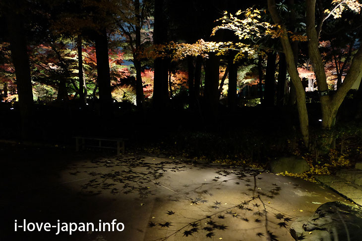 20 minutes from Shinjuku! Autumn leaves light up at Otaguro Park (Suginami-ku, Tokyo)