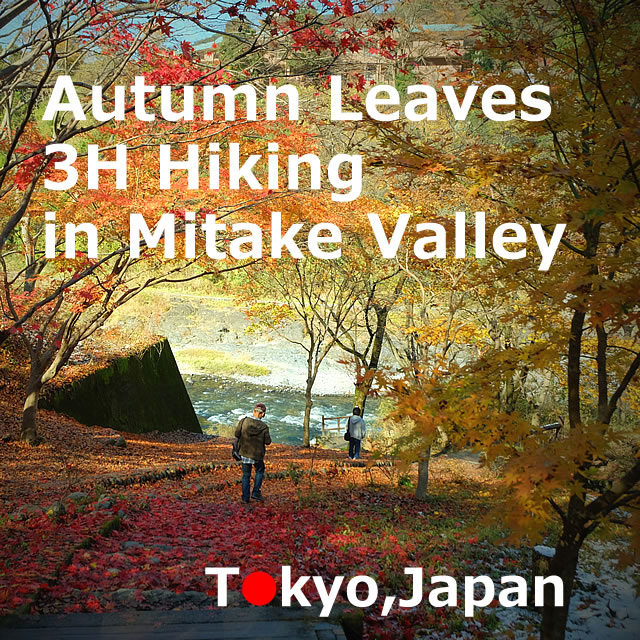 Autumn leaves hiking in Mitake Valley RiverSide Trail【3H】(Ome-shi, Tokyo)