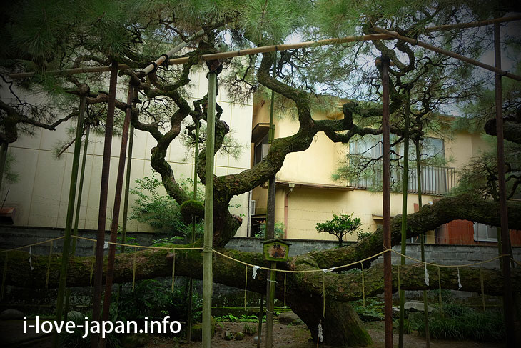 Pine tree like clouds of Kuma Yasaka Shrine