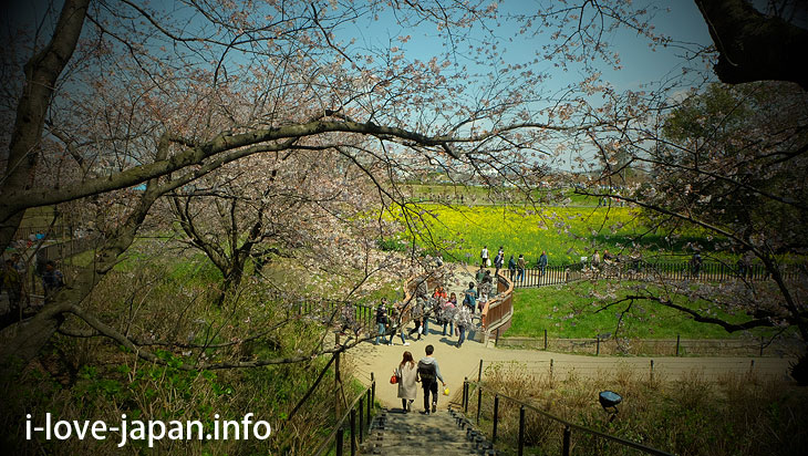 Cherry blossom and Rape flowers in Satte Gongendo Park(Saitama)
