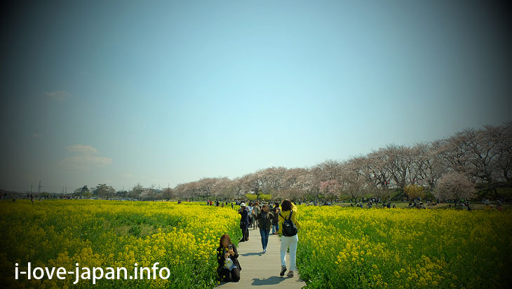 Cherry blossom and Rape flowers in Satte Gongendo Park(Saitama)