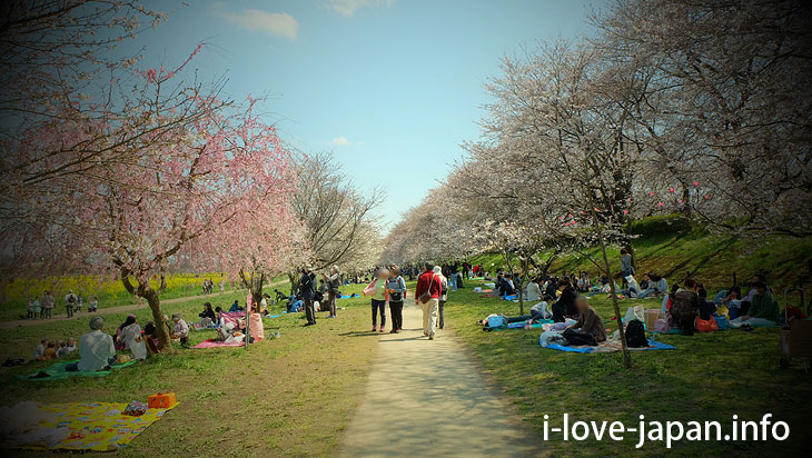 Cherry blossom and Rape flowers in Satte Gongendo Park(Saitama)
