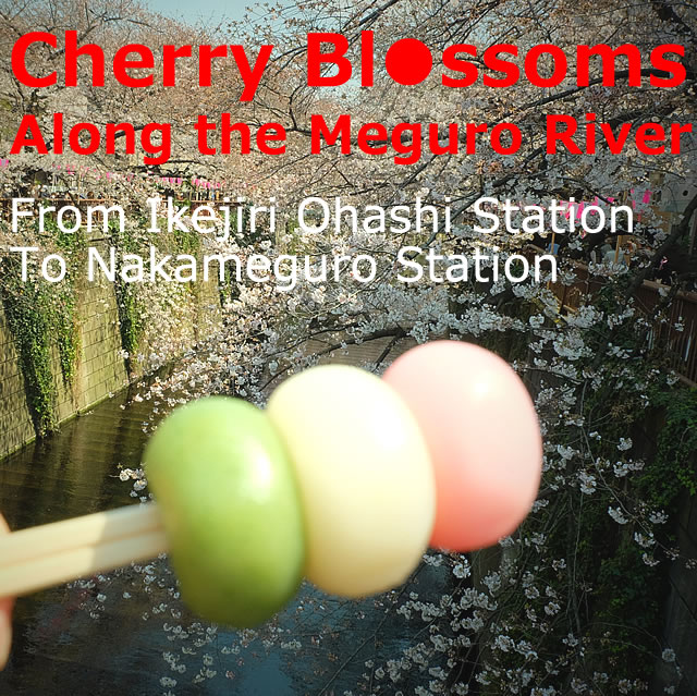 Viewing cherry blossoms along the Meguro River! Recommended course【From Ikejiri Ohashi Station to Nakameguro Station】