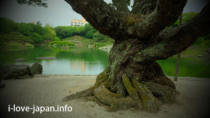  Neagari Goyo-matsu/Five-needle Pine with Raised Roots@Ritsurin Garden (Takamatsu, Kagawa)