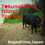 TokunoShima Island Tourism(Amami/Kagoshima)