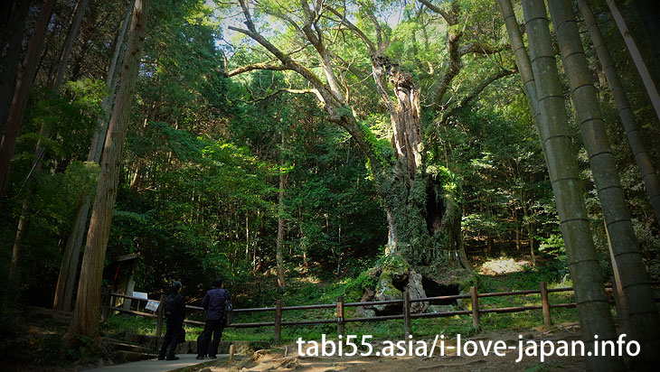 Takeko Shinto shrine+huge camphor tree “Ohkusu”(Takeo,Saga)