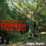Takeo Shinto shrine+huge camphor tree “Ohkusu”(Takeo,Saga)