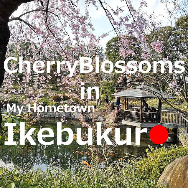 Cherry Blossoms（sakura） in Ikebukuro【 11 selections】